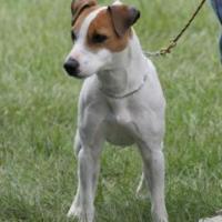 Jack Russell Terrier 200x200
