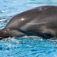 Wholphin 200x200