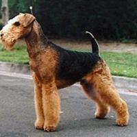 Airedale Terrier 200x200