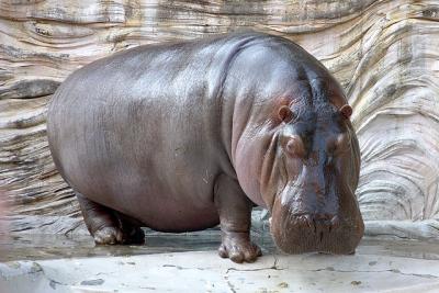 Hippopotamus 1 100x100