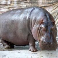 Hippopotamus 200x200