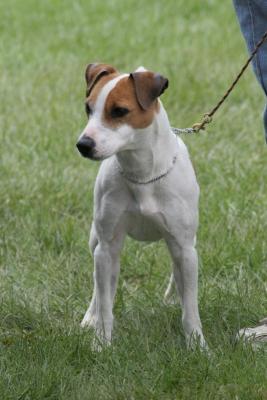 Jack Russell Terrier 1 100x100