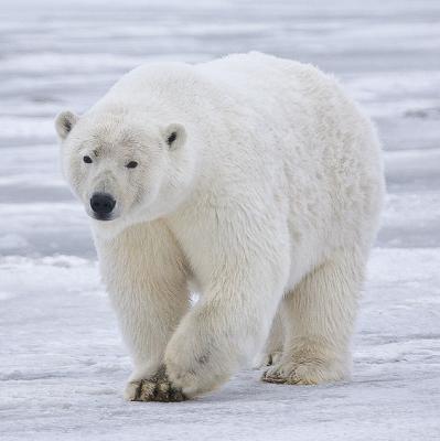 Polar Bear 1 100x100