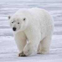 Polar Bear 200x200