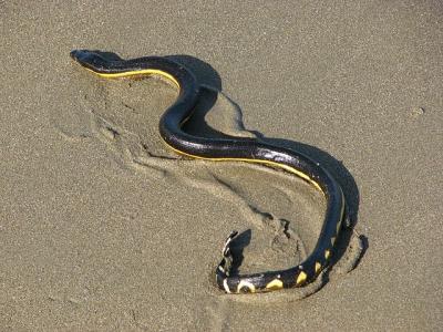 Sea Snake  1 100x100