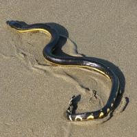 Sea Snake  200x200