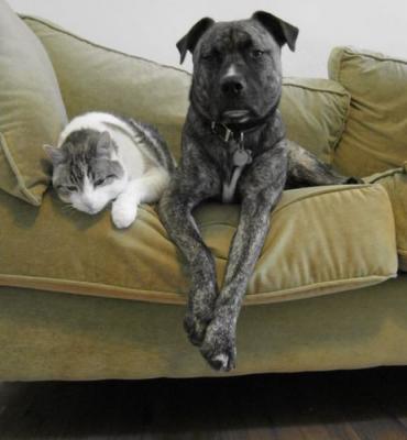 Most Popular Pets 370x400