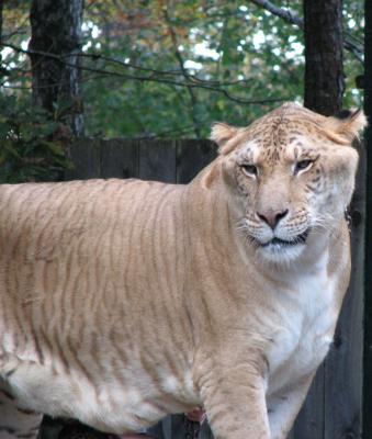 Best Hybrid Animals 339x400