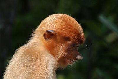 Proboscis Monkey 1 100x100