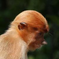 Proboscis Monkey 200x200