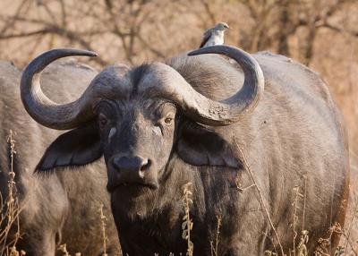 African Buffalo 1 100x100