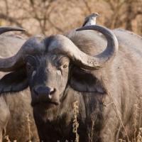 African Buffalo 200x200