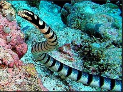 Belcher Sea Snake 1 100x100