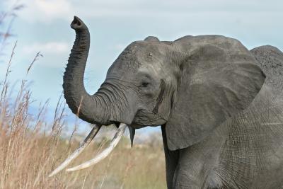 Strongest Land Animals in The World 400x267