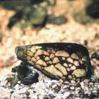 Marbled Cone Snail 200x200