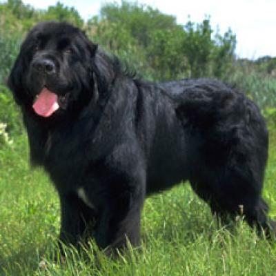 Largest Dog Breeds in the World 400x400