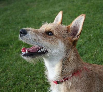 Cutest Dog in the World  400x358