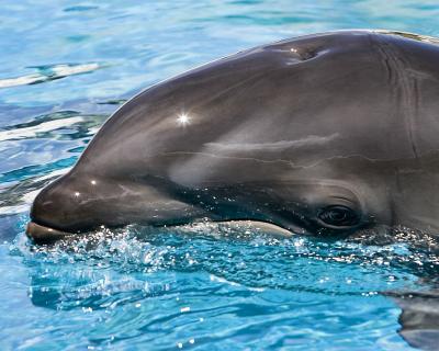 Wholphin 1 100x100