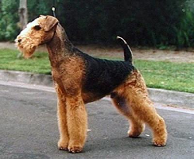 Airedale Terrier 1 100x100