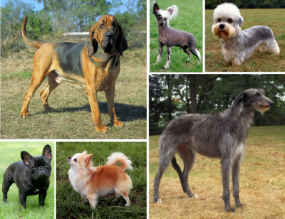 Best Dog Breeds 400x308