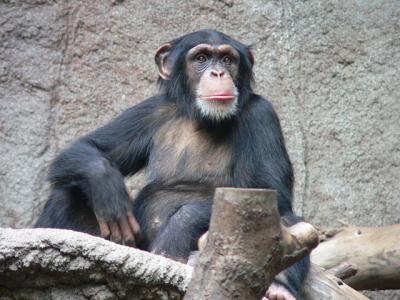 Chimpanzee 1 100x100