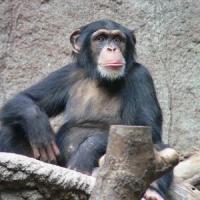 Chimpanzee 200x200